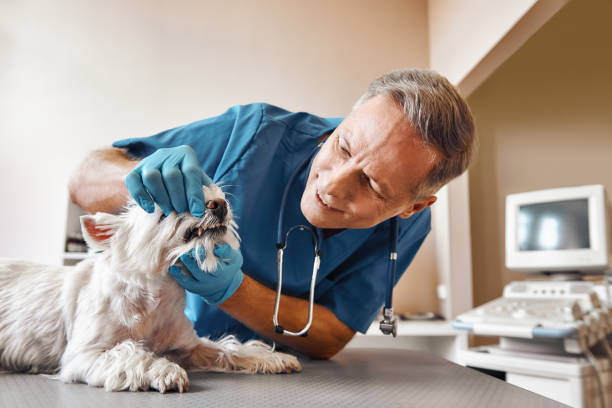 Best Same-Day Emergency Dental Services in Carnot Moon, PA